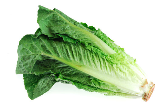 Fresh romaine lettuce isolated on white background