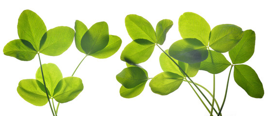 Plakat Fresh green leaves of clover isolated on white background.