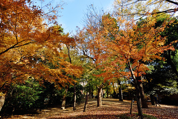 Autumn season park. In Tokyo, Japan 