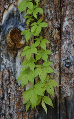 621-12 Woodbine on Log Door