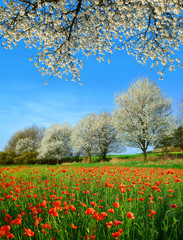 Spring rural landscape with blooming poppy field and trees in sunny day,  Czech Republic.