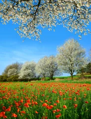 Kissenbezug Spring rural landscape with blooming poppy field and trees in sunny day,  Czech Republic. © vencav