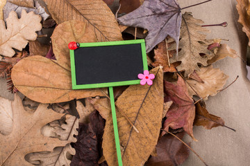 Noticeboard is placed on dry Autumn leaves