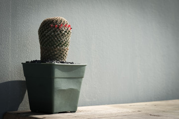 cactus in plastic pot on wooden and gray wall