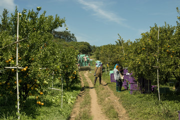 Farmer harvesting oranges in an orange tree field inpickup truck