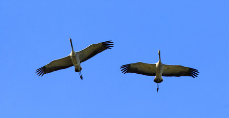 Pair of Grey Crane birds in flight over grassy wetlands during a spring nesting period