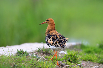 Single Ruff bird on grassy wetlands during a spring nesting period