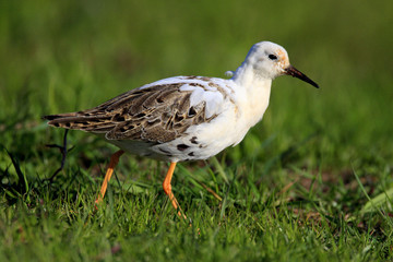 Single Ruff bird on grassy wetlands during a spring nesting period