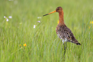 Single Black-tailed Godwit bird on grassy wetlands during a spring nesting period