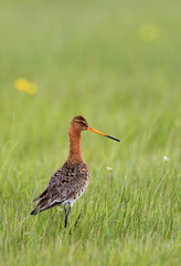 Single Black-tailed Godwit bird on grassy wetlands during a spring nesting period