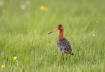 Single Black-tailed Godwit bird on grassy wetlands during a spring nesting period