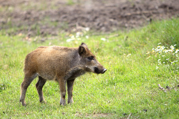 Single juvenile Wild boar in a forest during summer period