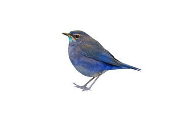 Bue bird isolated on white background