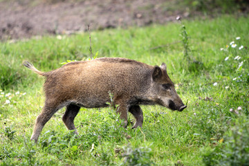 Single juvenile Wild boar in a forest during summer period © Art Media Factory