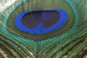 Naklejka premium Peacock feather closeup