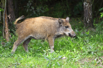 Single juvenile Wild boar in a forest during summer period © Art Media Factory