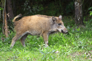 Single juvenile Wild boar in a forest during summer period