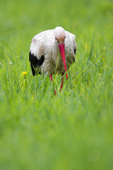 Fototapeta premium Single White Stork bird on grassy wetlands during a spring nesting period