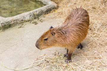 A Capybara (hydrochoerus hydrochaeris) walking on bare ground against a blurred natural background