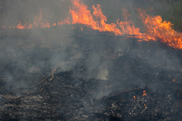 Forest fire, Wildfire.