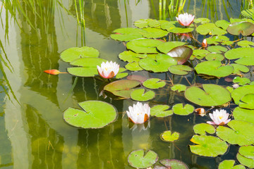 Naturteich