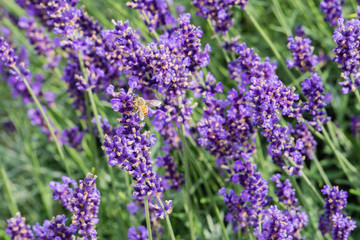 Biene in Lavendelfeld 