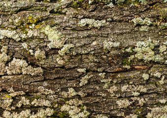 green moss on a big tree bark background or texture.