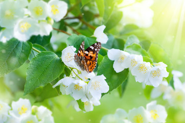  Spring scene. Beautiful butterfly sits on lush jasmine flowers.