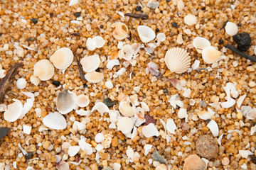 Beautiful sea shells on the beach