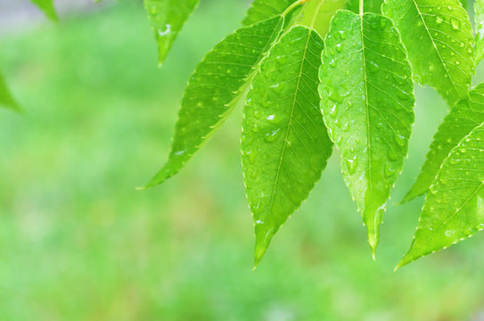 雨と新緑