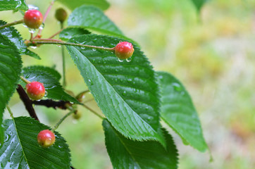雨と桜の実
