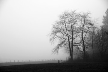 Misty Tree
