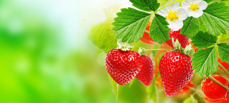 Fototapeta fresh strawberries