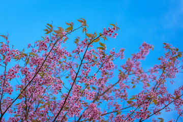 close up Wild Himalayan Cherry Blossom Flower.