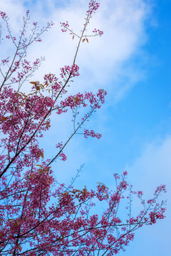 close up Wild Himalayan Cherry Blossom Flower.