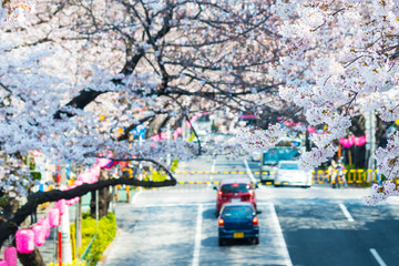 Fototapeta premium 中野通りの桜並木