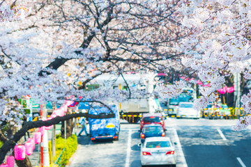 Fototapeta na wymiar 中野通りの桜並木