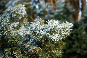 Fir tree in snow