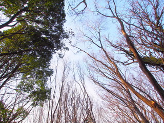 The scenery of the park, January, Chiba, Japan 