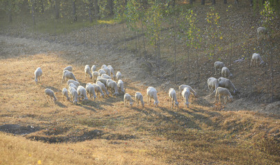 Fototapeta na wymiar Many goats are grazing