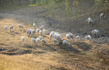 Many goats are grazing