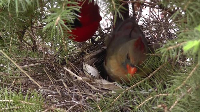 Amid Nature - Father Cardinal feeds mother who feeds babies in the next.
