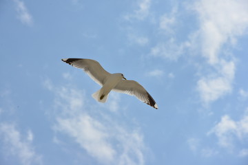 Möwe