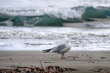 Baby seagull on the beach