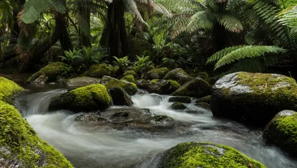 Abwaschbare Fototapete Dschungel Der Regenwaldstrom wirbelt Wasser zwischen moosbedeckten Felsen und überhängenden Farnbäumen im unberührten Wald.