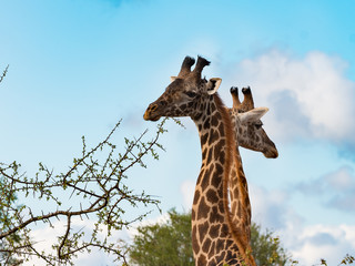 Couple cute