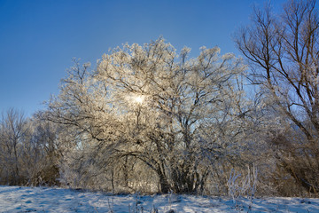 The tree in winter is covered with hoarfrost on a sunny day against a cloudless sky.