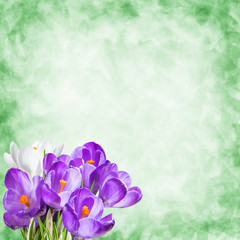 Holiday background with crocus flowers