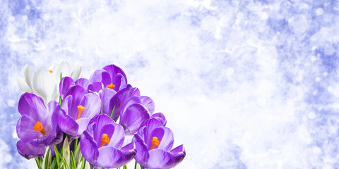 Fototapeta na wymiar Holiday background with crocus flowers
