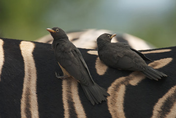 Red-billed Oxpecker, Buphagus erythrorhynchus, bird on the zebra, Hluhluwe-Imfolozi Park, South Africa